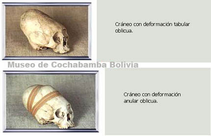 Cráneos del Museo de Cochabamba